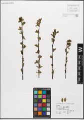 Foto von Salix myrsinifolia Salisb.